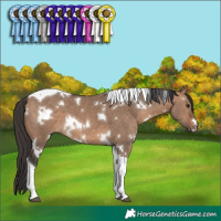 Horse Color:White Spotted Brown Dun Tobiano 