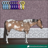 Horse Color:White Spotted Brown Dun Tobiano 