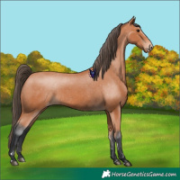 Horse Color:Bay Appaloosa 
