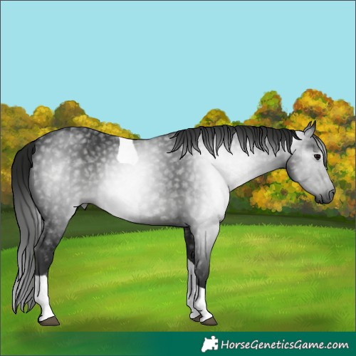 Horse Color:Gray Black Tobiano Rabicano 