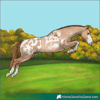 Horse Color:Red Dun Blanket Rabicano