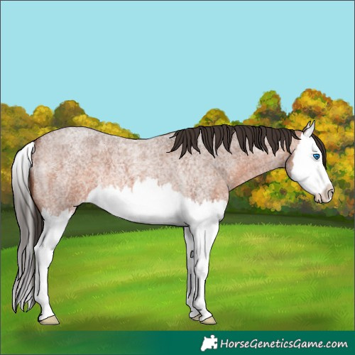 Horse Color:Bay Roan Splash
