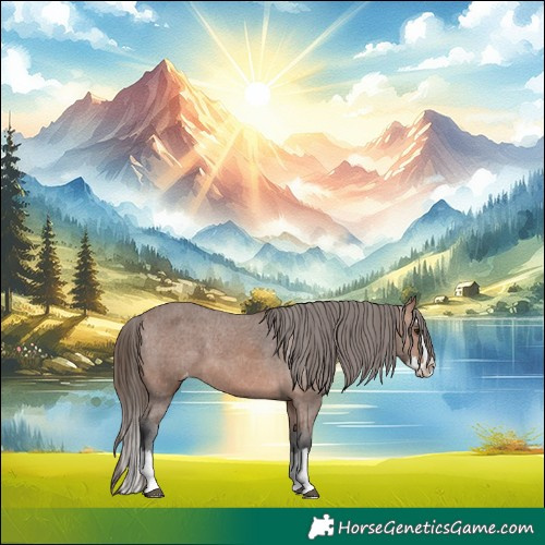Horse Color:Bay Splash Appaloosa 