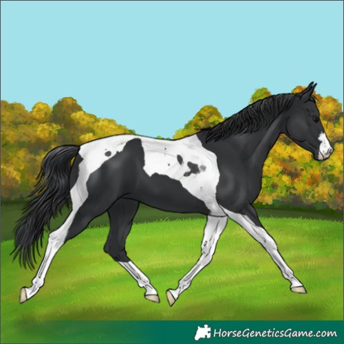 Horse Color:Black Tobiano 