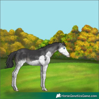 Horse Color:Black Splash 