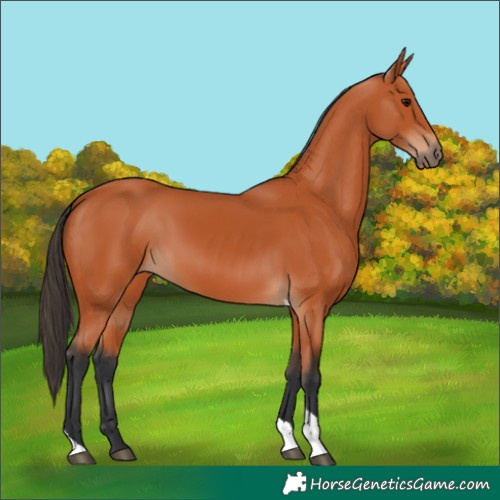 Horse Color:Bay Tobiano