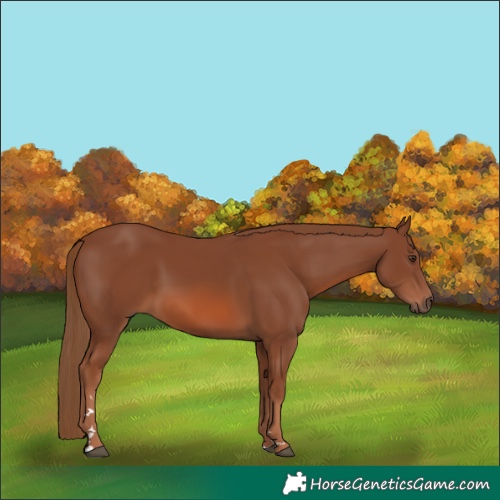 Horse Color:Chestnut 