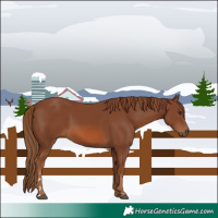 Horse Color:Chestnut 