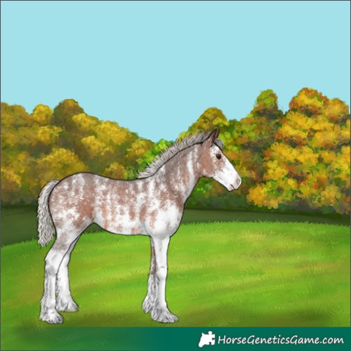 Horse Color:Silver Brown Sabino Appaloosa 