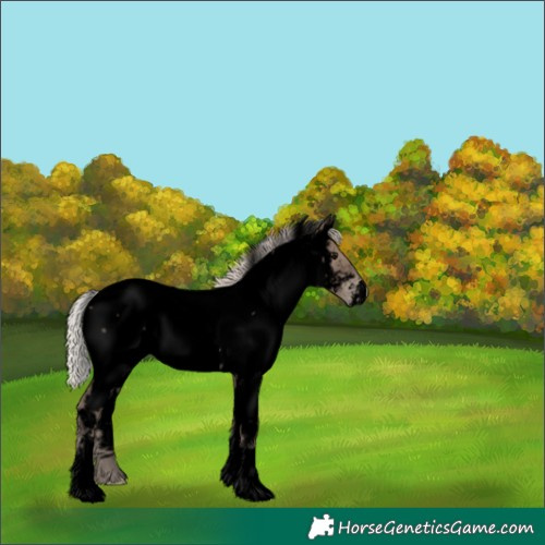 Horse Color:Void Silver Blue Roan Appaloosa 