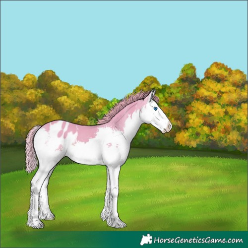Horse Color:Watercolor Black Splash Appaloosa 
