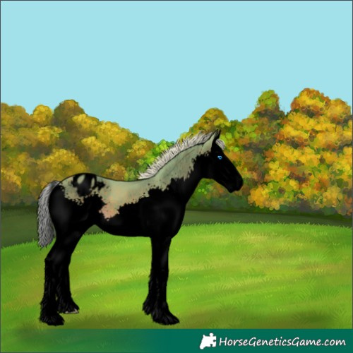 Horse Color:Void Watercolor Silver Black Splash Varnish 