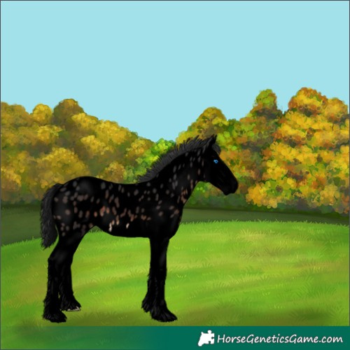 Horse Color:Void Brown Splash Near Leopard 
