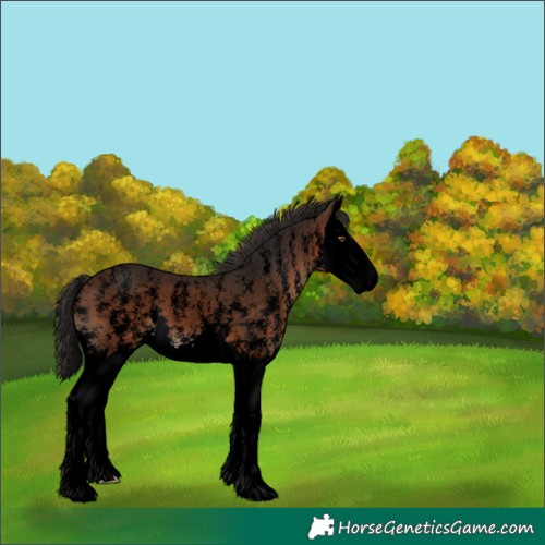 Horse Color:Void Brown Sabino Splash 