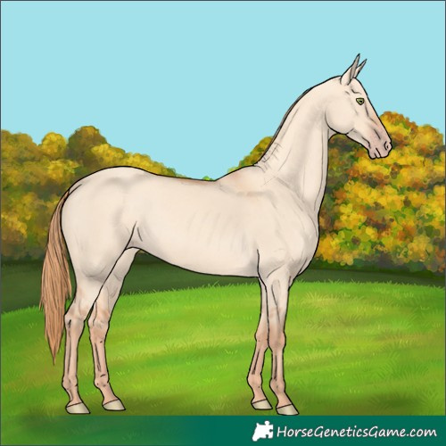 Horse Color:Gold Champagne Dun 