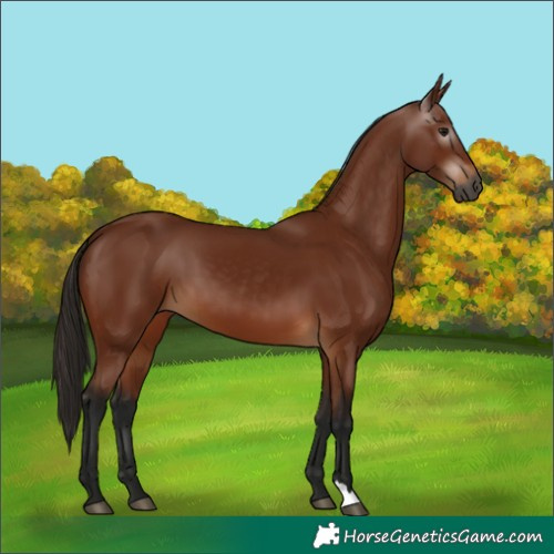 Horse Color:Gray Bay 