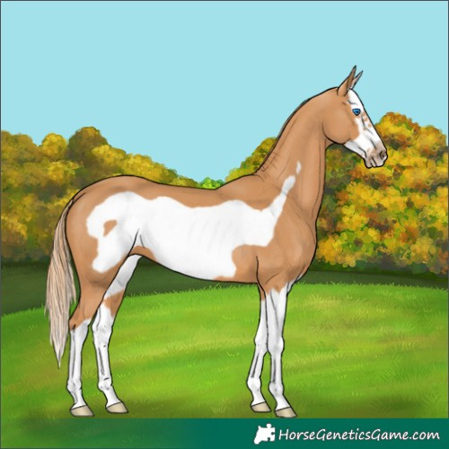Horse Color:Chestnut Splash Frame