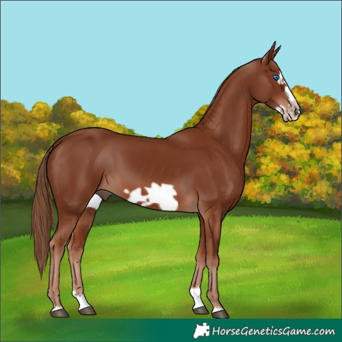 Horse Color:Chestnut Splash Frame