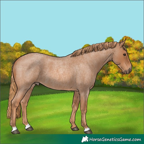 Horse Color:Red Roan