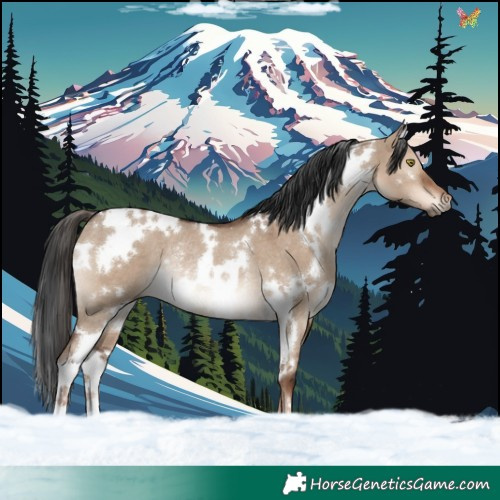 Horse Color:White Spotted Liver Red Dun Rabicano 