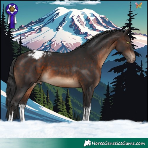 Horse Color:White Spotted Brown Appaloosa 