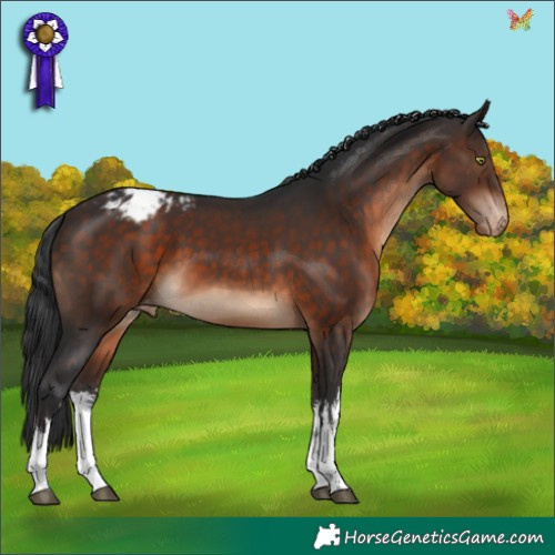 Horse Color:White Spotted Brown Appaloosa 