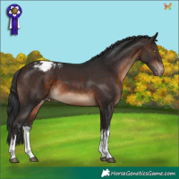 Horse Color:White Spotted Brown Appaloosa 