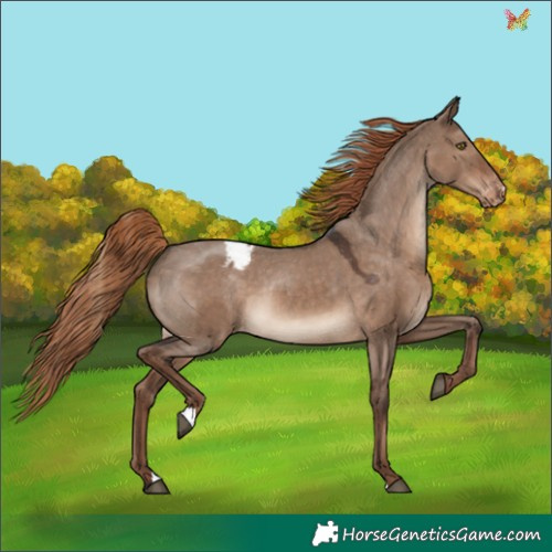 Horse Color:Liver Red Dun Appaloosa Rabicano 