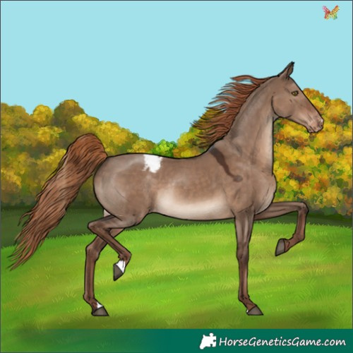 Horse Color:Liver Red Dun Appaloosa Rabicano 