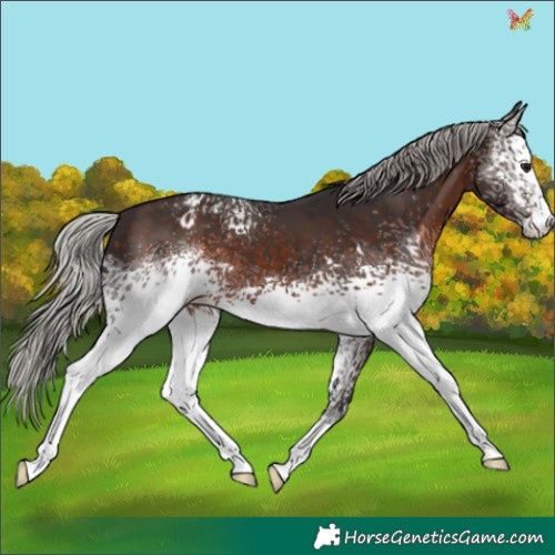 Horse Color:White Spotted Silver Brown Appaloosa