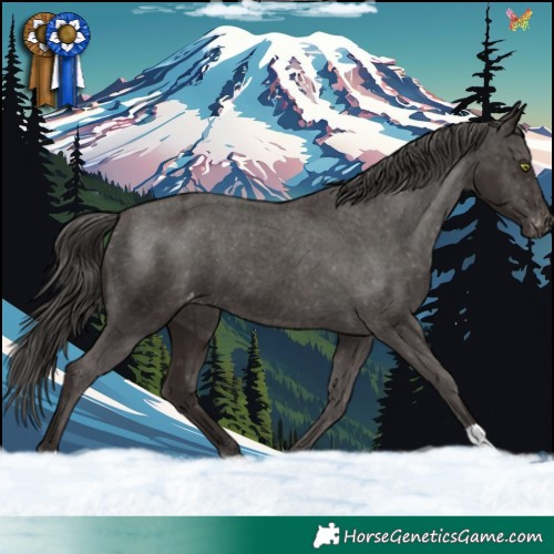 Horse Color:Liver Chestnut Appaloosa 