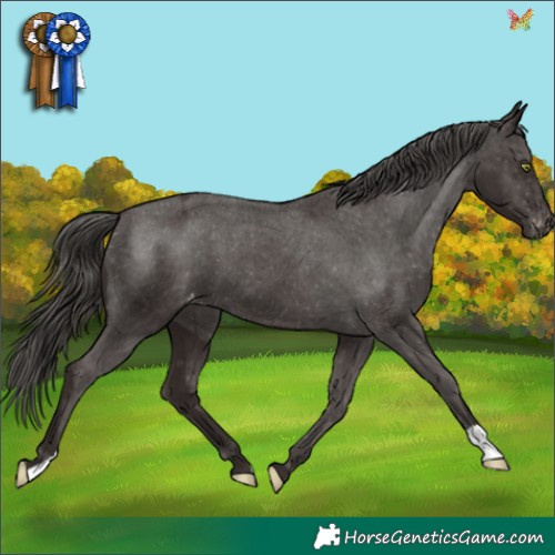 Horse Color:Liver Chestnut Appaloosa 