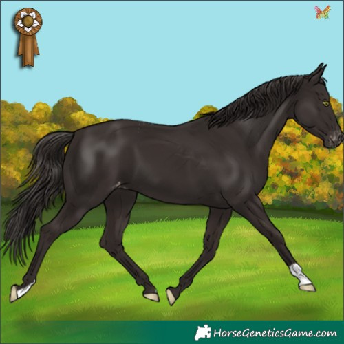 Horse Color:Liver Chestnut Appaloosa 