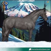 Horse Color:Liver Chestnut Appaloosa