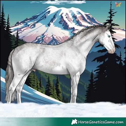 Horse Color:White Spotted Liver Chestnut Splash Appaloosa 