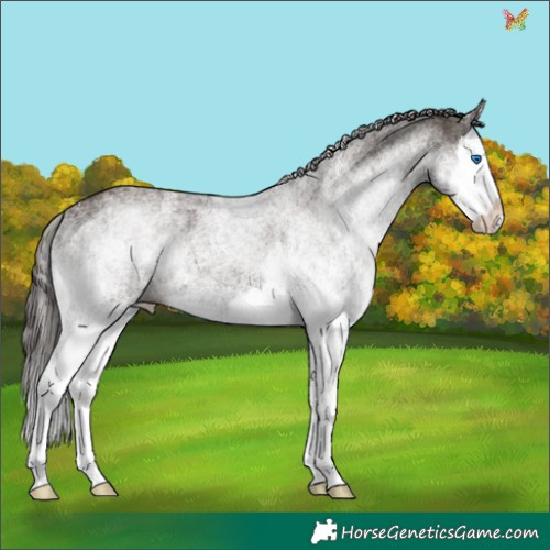 Horse Color:White Spotted Liver Chestnut Splash Appaloosa 