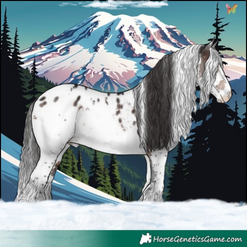 Horse Color:White Spotted Brown Splash Appaloosa 