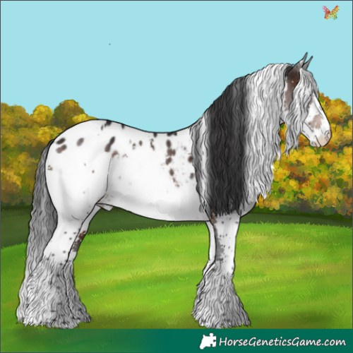 Horse Color:White Spotted Brown Splash Appaloosa 