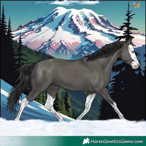 Horse Color:Grullo Splash