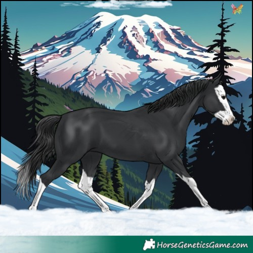 Horse Color:Black Splash 