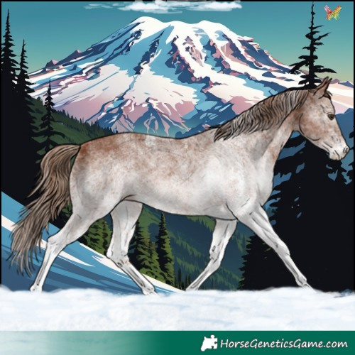 Horse Color:White Spotted Chestnut 