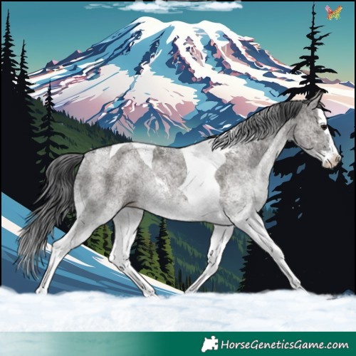 Horse Color:White Spotted Grullo Splash Tobiano 