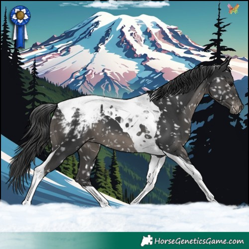 Horse Color:Black Tobiano Appaloosa 