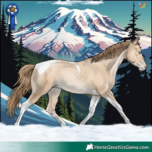 Horse Color:Buckskin Pearl Tobiano