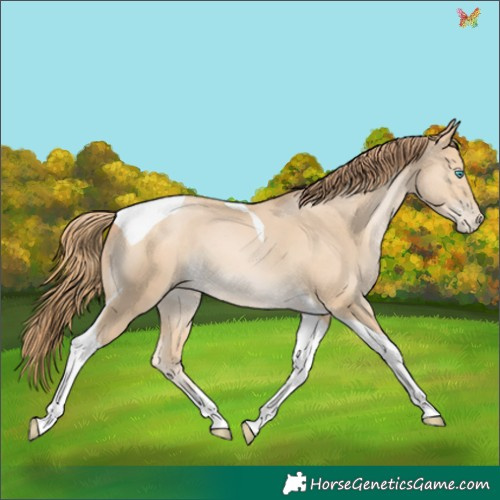 Horse Color:Buckskin Pearl Tobiano 