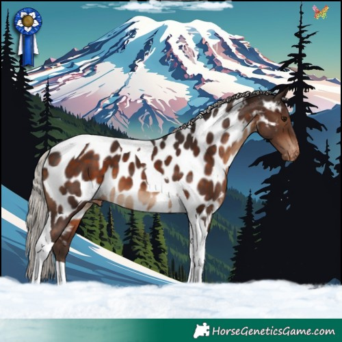Horse Color:Silver Brown Tobiano Appaloosa 