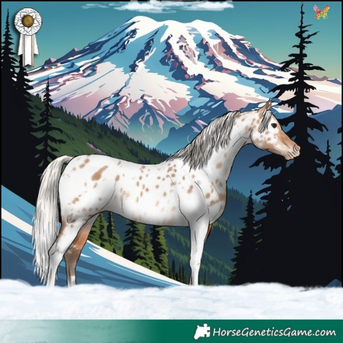 Horse Color:White Spotted Silver Bay Dun Appaloosa 