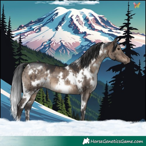 Horse Color:White Spotted Brown Dun Brindle 
