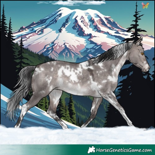 Horse Color:Platinum White Spotted Brown Dun 