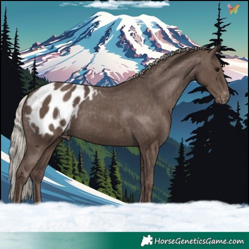 Horse Color:Silver Black Appaloosa 